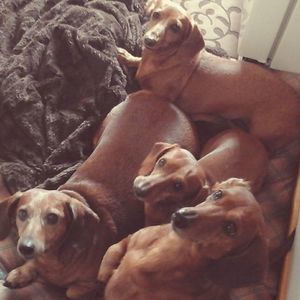 Meet your Posher, Sherry